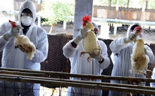 هشدار ورود موج آنفلوانزای فوق حاد پرندگان به آذربایجان شرقی
