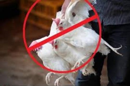 جلوگیری ازعرضه مرغ زنده درکلاله برای مقابله با شیوع آنفلوآنزا