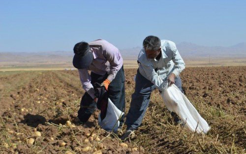 3157 اشتغال در جهاد کشاورزی کرمان ایجاد شده است