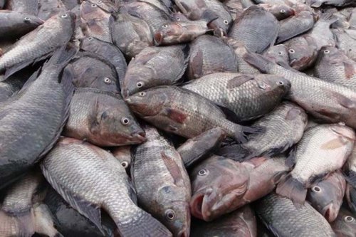  مجوز تولید ماهی تیلاپیا در قزوین صادر شد
