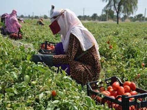  صندوق توسعه فعالیت های کشاورزی زنان روستایی هرمزگان تشکیل شد