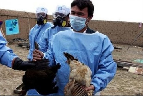  2 کانون آلوده آنفلوآنزای پرندگان در چهارمحال وبختیاری پاکسازی شد