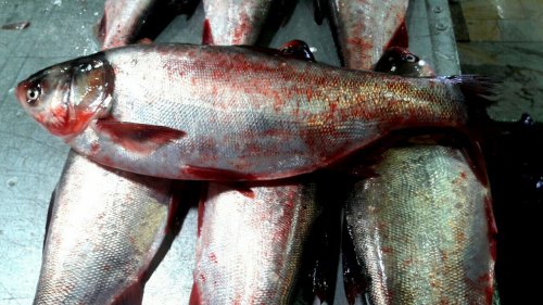 توزیع ماهی در بازار جدید ماهی فروشان بندرعباس از شنبه آغاز می‌شود