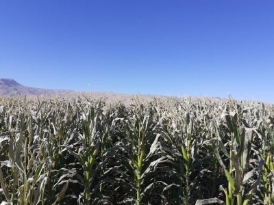 سرما ۱۰۰ میلیارد تومان به کشاورزی استان اصفهان خسارت زد