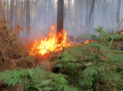 تکاوران ارتش برای مهار آتش جنگل توسکستان وارد عمل شدند