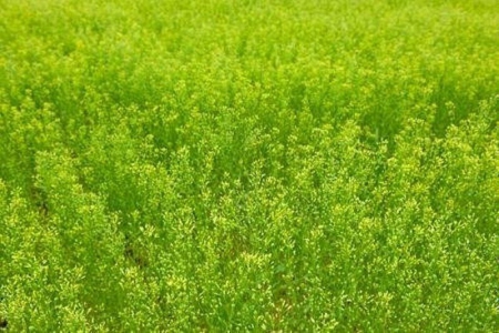 کشت کاملینا در مزارع خراسان شمالی آغاز شد