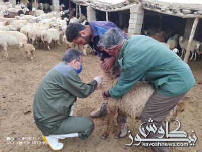 بیماریابی دامهای عشایری شهرستان مراوه تپه عملیاتی شد
