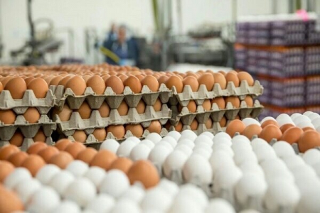  محتکر تخم‌مرغ در اصفهان شناسایی شد / محکومیت دو کشتارگاه مرغ
