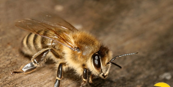 فناور ایرانی انحصار شرکت‌های هلندی و بلژیکی را شکست/ ۱۰ هزار کلونی زنبور مخملی وارد بازار می‌شود