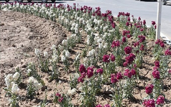 شهرداری بهاباد با کاشت ۲۵ هزار گل به استقبال نوروز رفت