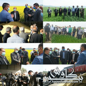 معاون زراعت از مزارع كشت محصولات پاییزه بازدید کرد