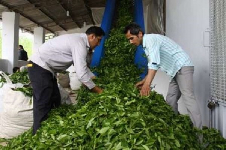 پرداخت تسهیلات ۶۰۰ میلیون تومانی به کارخانجات چای