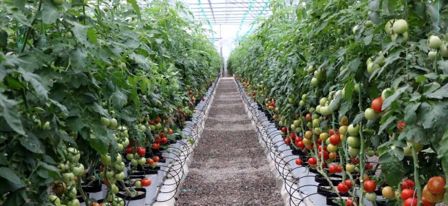 کشاورزی چهار فصل در آذربایجان‌شرقی با توسعه کشت گلخانه‌ای