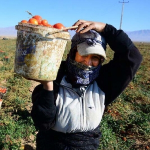 صندوق بیمه اجتماعی کشاورزان راه تضمین اقتصاد روستاییان گلستان 