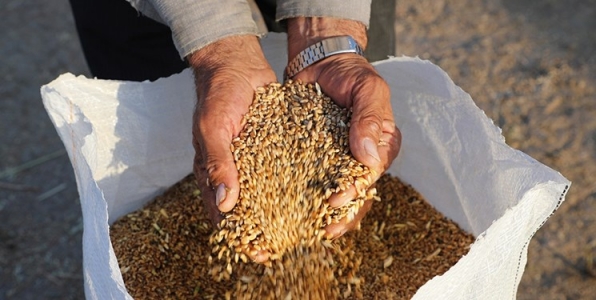 رشد ۴ برابری خرید تضمینی گندم در خراسان‌جنوبی/ ۸۹ درصد مطالبات گندم‌کاران پرداخت شد 