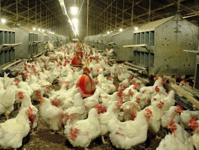 تعداد واحدهای مرغداری صنعتی خاش به بیش‌از ۲ برابر افزایش می‌یابد 